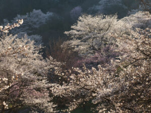パナソニック LUMIX S1RII ＆ LUMIX S PRO 70-200mm F2.8 O.I.S.で撮る春の日本の色