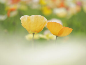 マクロで撮ろうポピー｜クニさんの季節の花レシピ