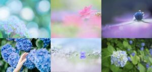 プロカメラマンが紹介する『紫陽花の撮り方6選』