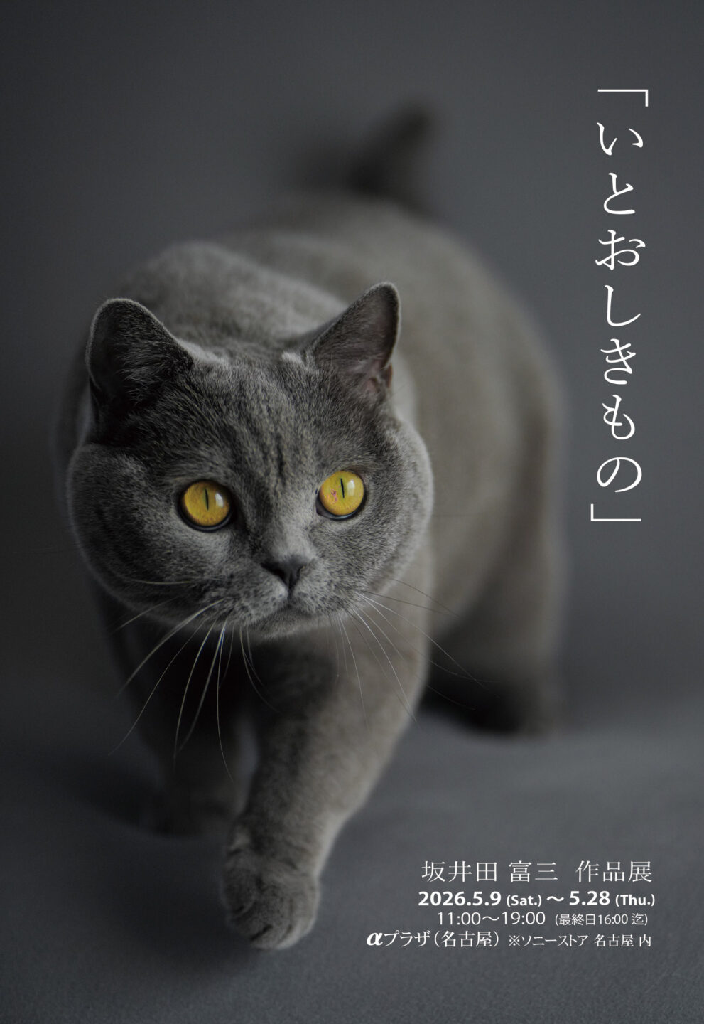 坂井田富三 作品展「いとおしきもの」 2026年5月9日～5月28日 @ソニーストア名古屋