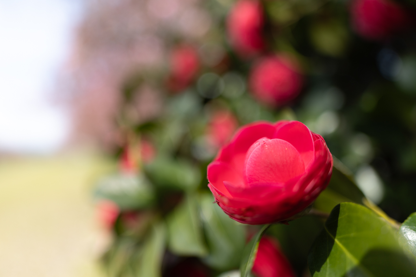 キヤノン RF20mm F1.4 L VCM レビュー｜広いだけじゃない、寄れる20mm