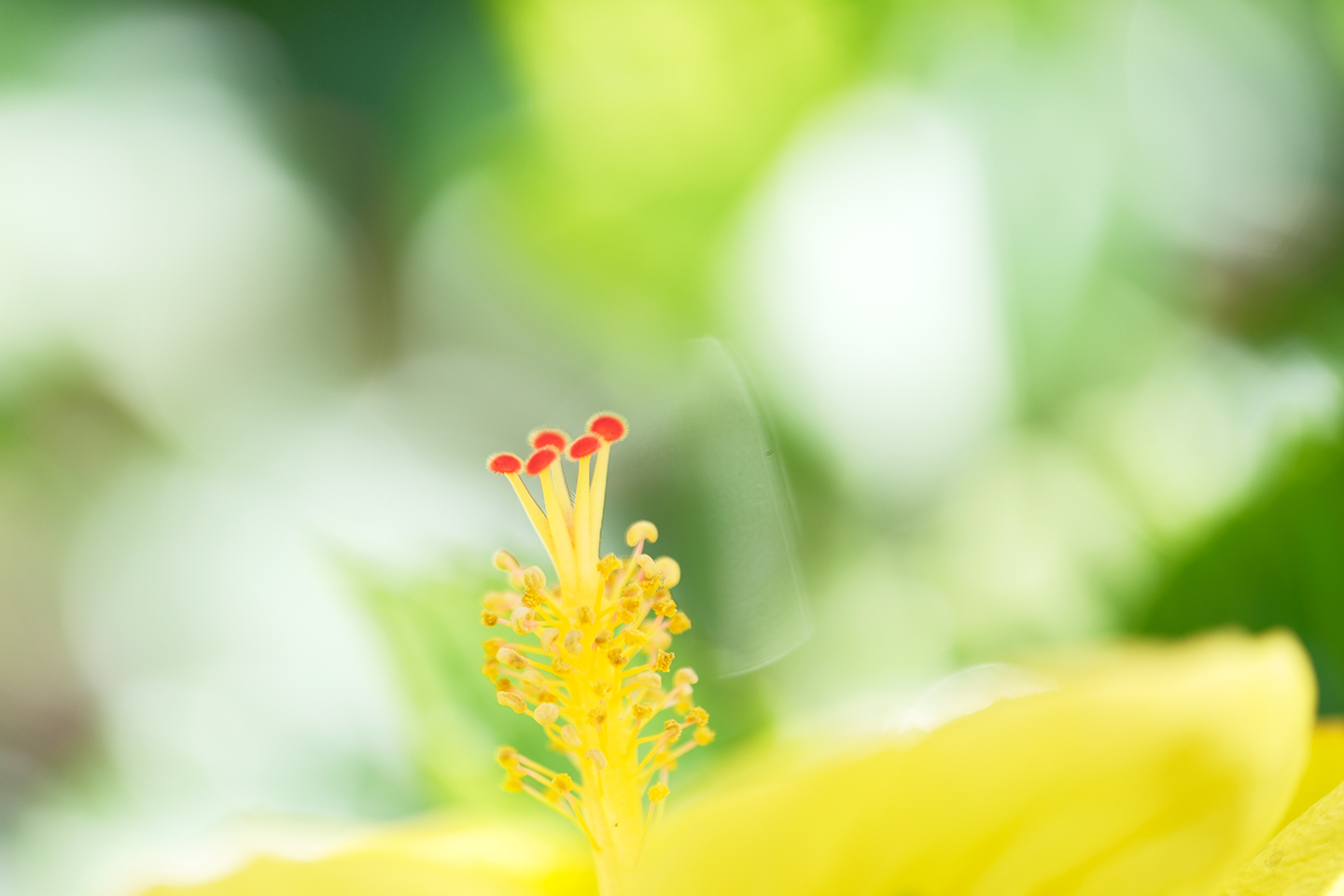 マクロで撮ろう！温室の花々｜クニさんの季節の花レシピ