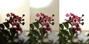 RAWとJPEG、どちらで撮ったらいい？｜カメラ用語を正しく理解しよう vol.17