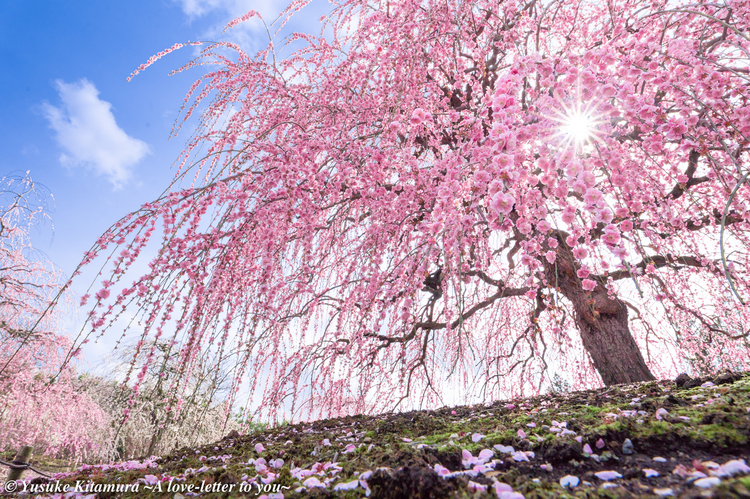 梅の花の撮り方｜北村佑介