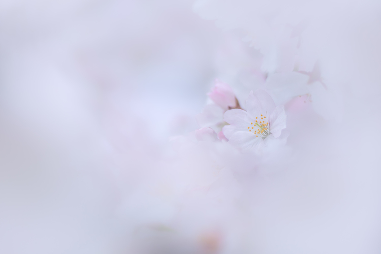 桜・チューリップの撮り方｜北村佑介