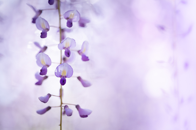 05_藤の花の作例.jpg