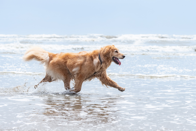 06_海辺を走る犬の作例.jpg