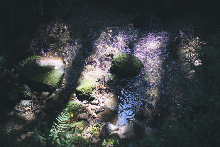 07_シグマ35mm F2 DG DN Contemporaryでの作例.jpg