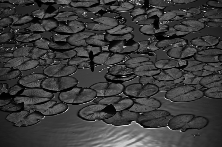 08_100-400mm F5-6.3 DG DN OS Contemporaryでの作例.jpg