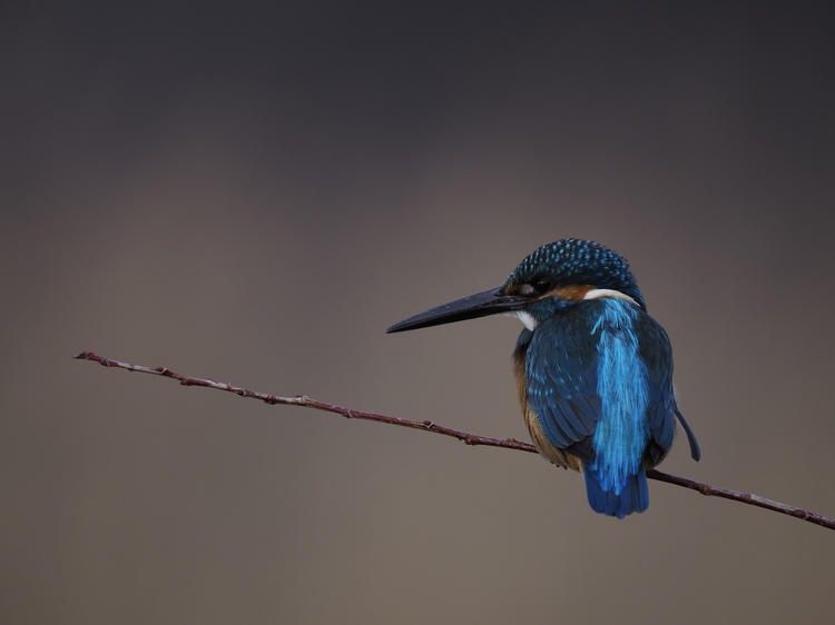 はじめての野鳥撮影方法とコツ・テクニック作例8
