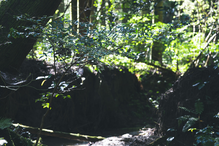 18_シグマ65mm F2 DG DN Contemporaryでの作例.jpg