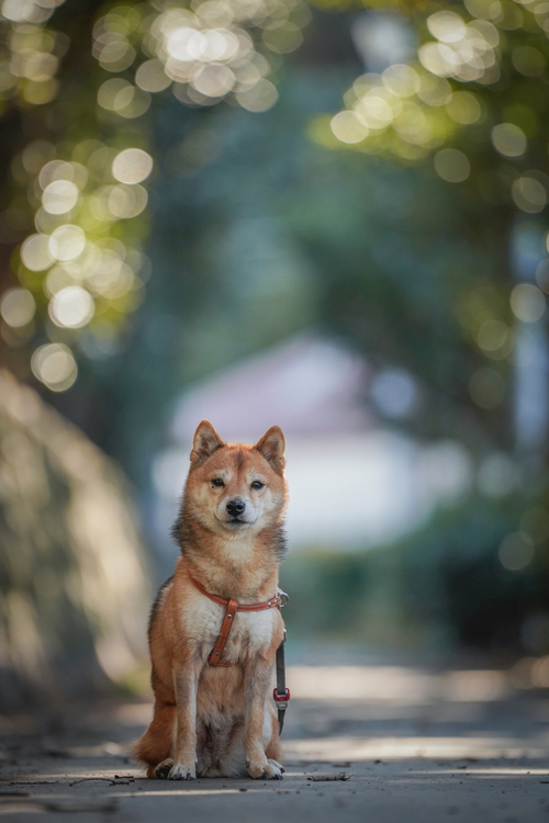 ソニー FE70-200mmF2.8GM OSS II レビュー|小川晃代7.jpg