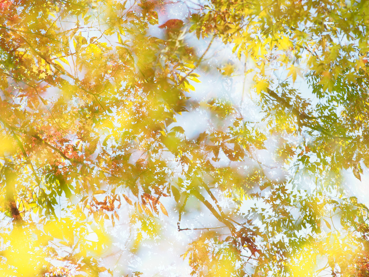 紅葉撮影多重露光.jpg