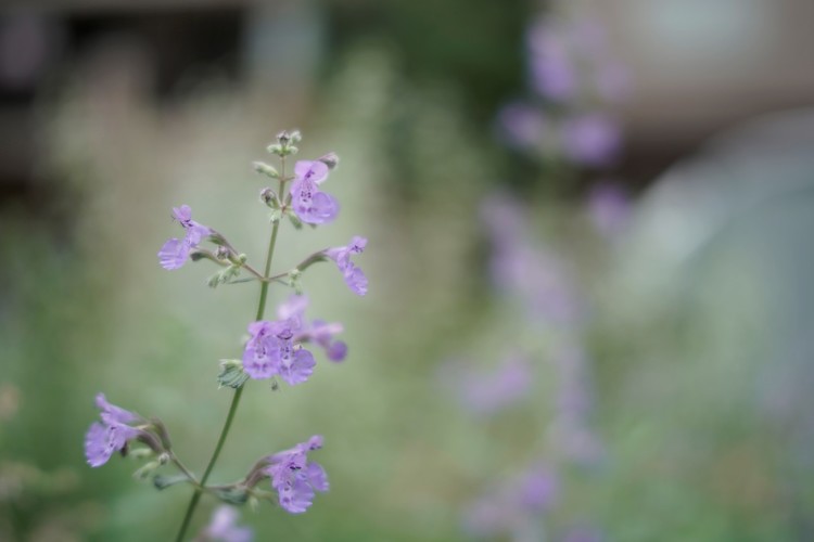 最短撮影距離で撮影した花の画像