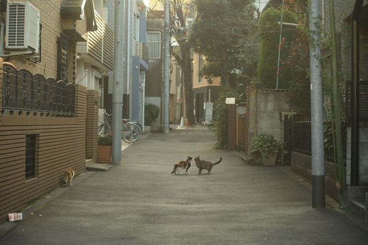 雑司ヶ谷4.jpg