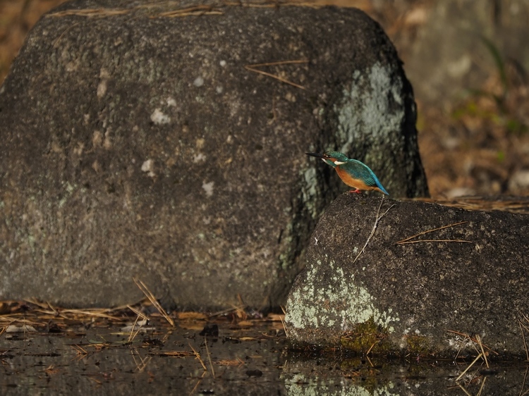 OM-D E-M1 Mark IIIレビュー作例カワセミ連射1.jpg