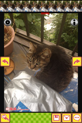 猫の鳴き声