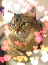 キラキラした光点ボケでかわいい写真に!