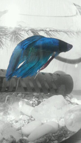 魚だけがカラー。印象的なモノクロ写真ができました!