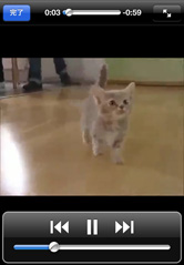 かわいいねこ動画を観ていると気持ちがほっこりしますね!